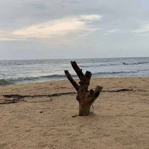 Madhusudan Singh-Profile