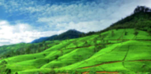 Best of Sri Lanka: 7-Night Adventure in Kandy, Nuwara Eliya, Bentota & Colombo
