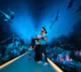 Dubai: The Grand Premiere