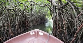 Sri Lanka Family Splendor: An 8-Night Journey Through Kandy, Nuwara Eliya, Bentota, and Colombo