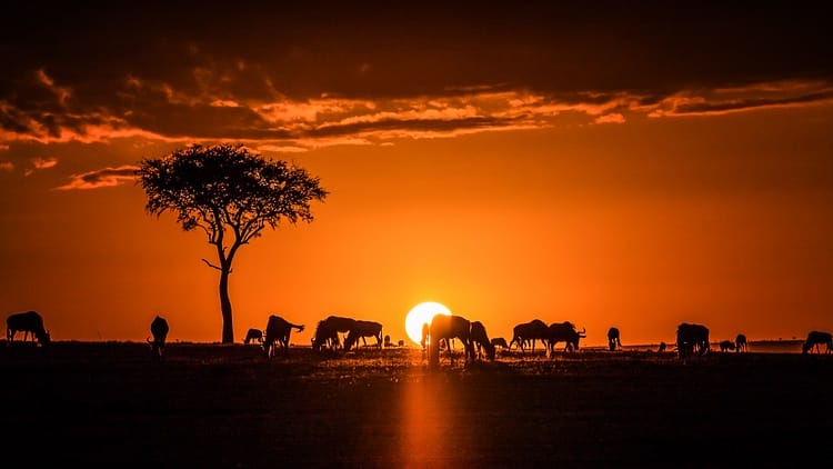 Masai Trails Safari