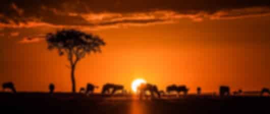 Masai Trails Safari