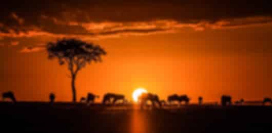 Masai Trails Safari