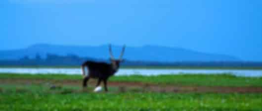 Majestic Kenya in 4 Nights