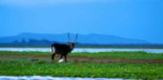 Wild Romance: Kenya Edition