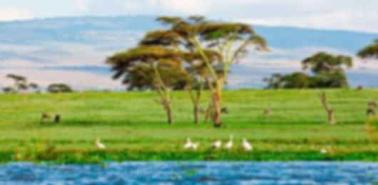 The Royal Kenya Safari Escape