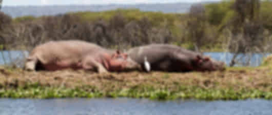 Kenya Uncovered