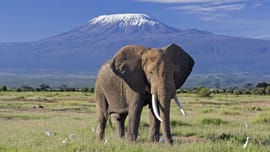 Magical Kenya Safari for 8 Nights