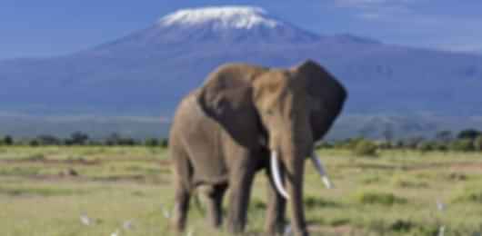 8D Kenya Wildlife and Beach Romance