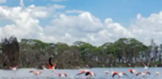 The Safari Circuit