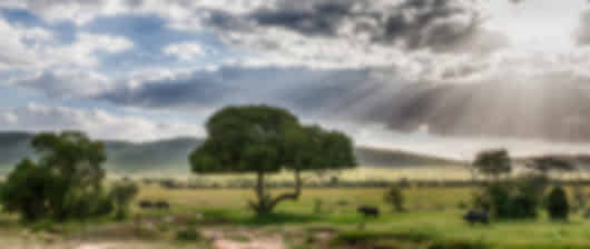 Kenya Wilderness - 11 Nights
