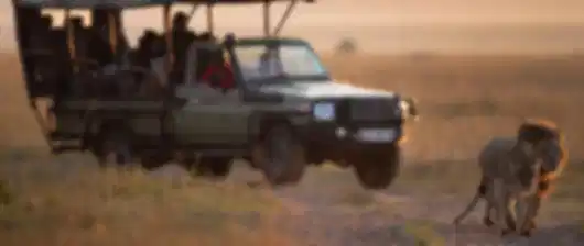Savannah Stories: Kenya Safari