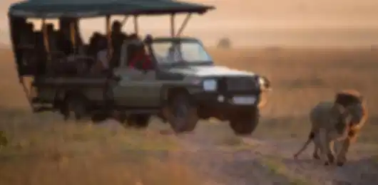 Savannah Stories: Kenya Safari