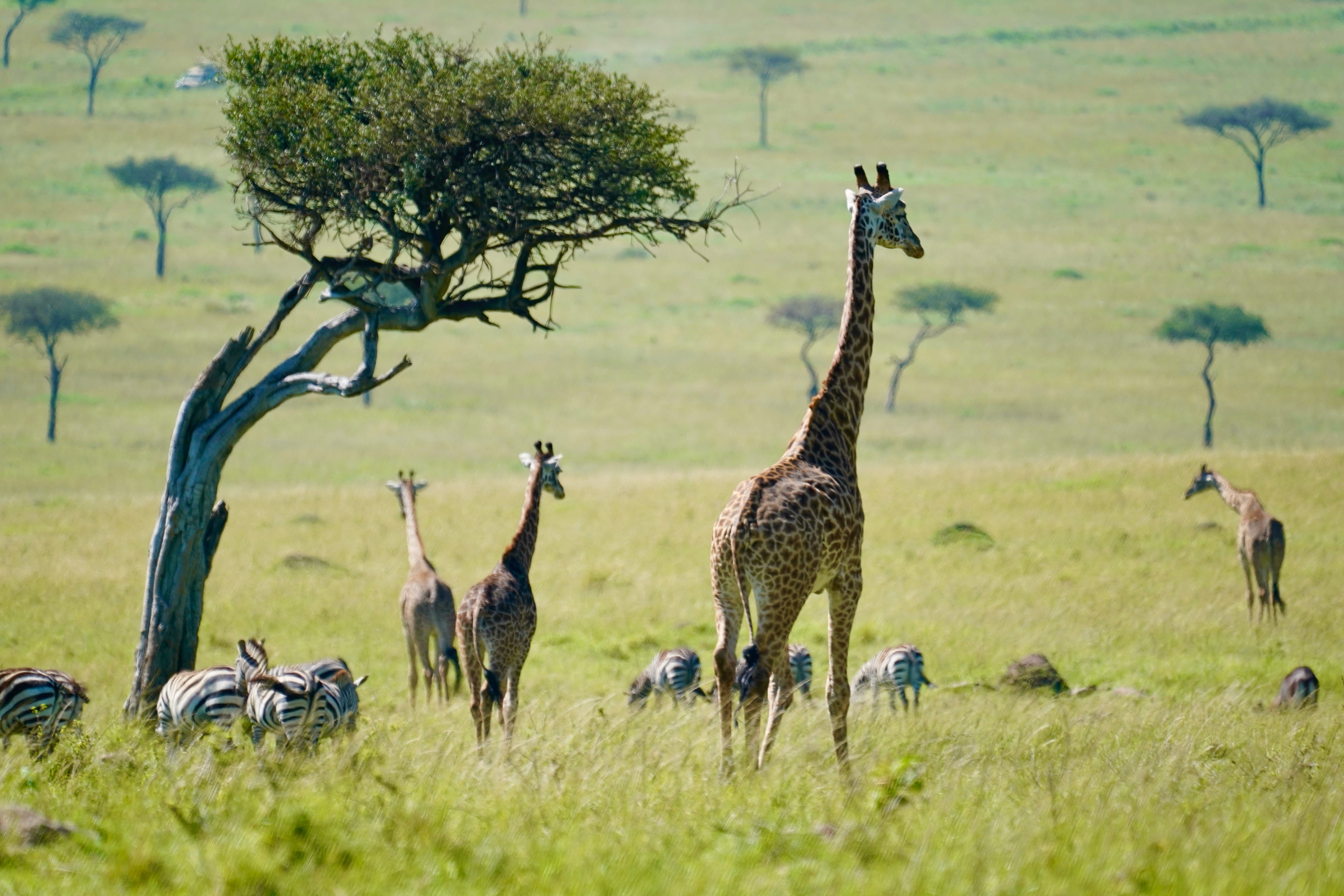 The Essence of Kenya: Nairobi, Masai Mara & Naivasha