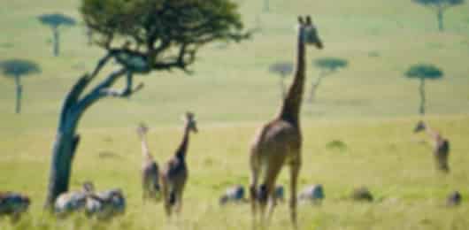The Essence of Kenya: Nairobi, Masai Mara & Naivasha