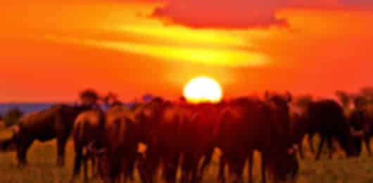 Wild Kenya Explorer: Nairobi, Masai Mara, Naivasha and Amboseli