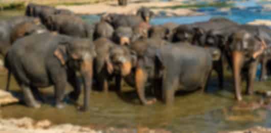3 Nights Sri Lanka Highlands & Coastal Escape