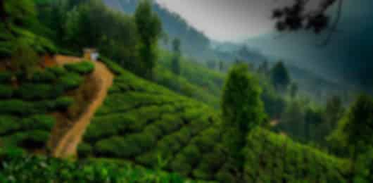 A Captivating Kerala Escape