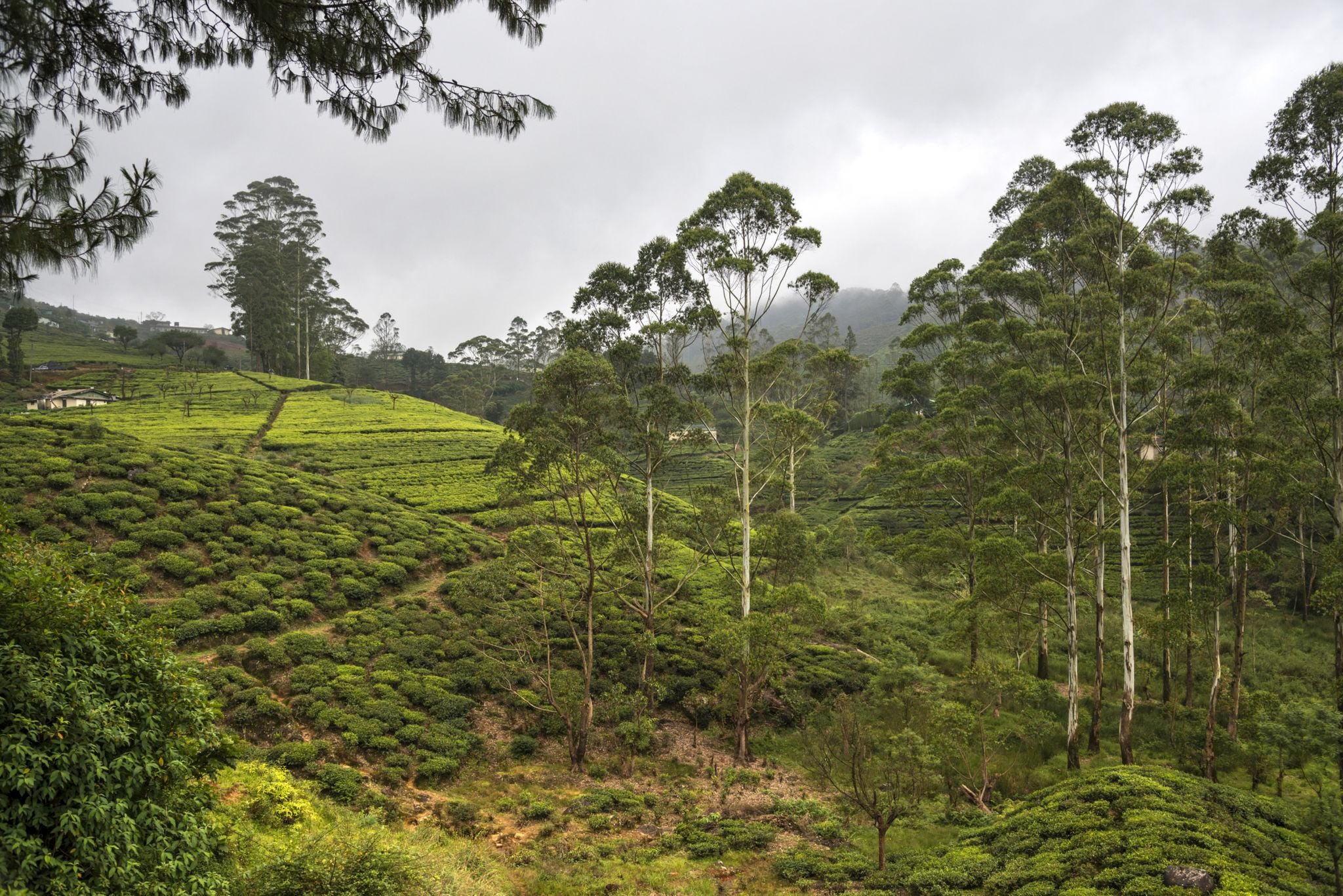 4 Nights Sri Lanka Scenic Escape | Hills, Tea & Shore