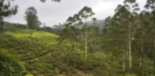 4 Nights Sri Lanka Scenic Escape | Hills, Tea & Shore
