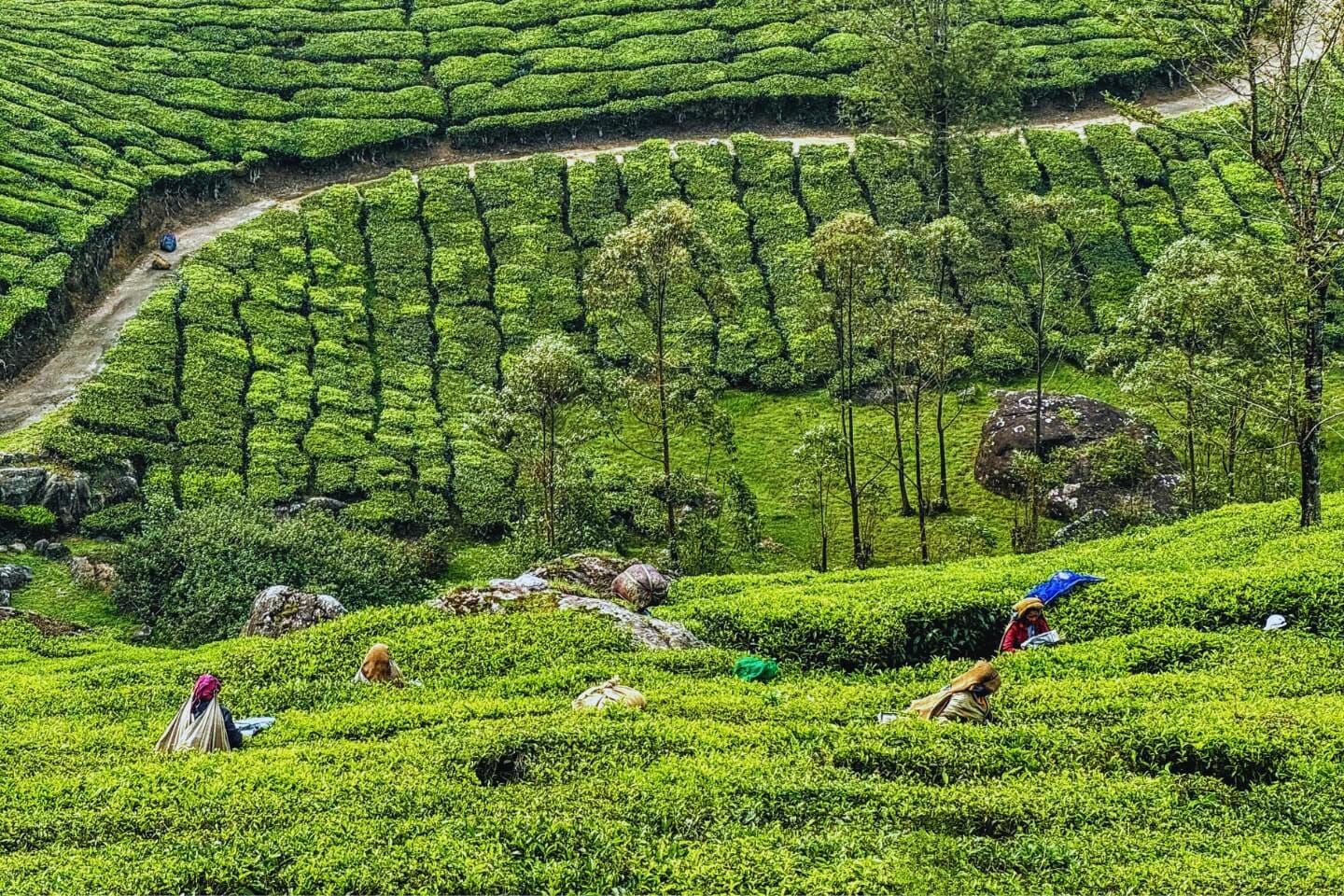 Kerala Unveiled: Tea Hills, Wild Jungles & Backwater Bliss