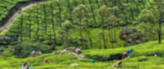 Kerala Unveiled: Tea Hills, Wild Jungles & Backwater Bliss