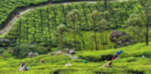 Kerala Unveiled: Tea Hills, Wild Jungles & Backwater Bliss