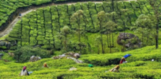 Kerala Unveiled: Tea Hills, Wild Jungles & Backwater Bliss