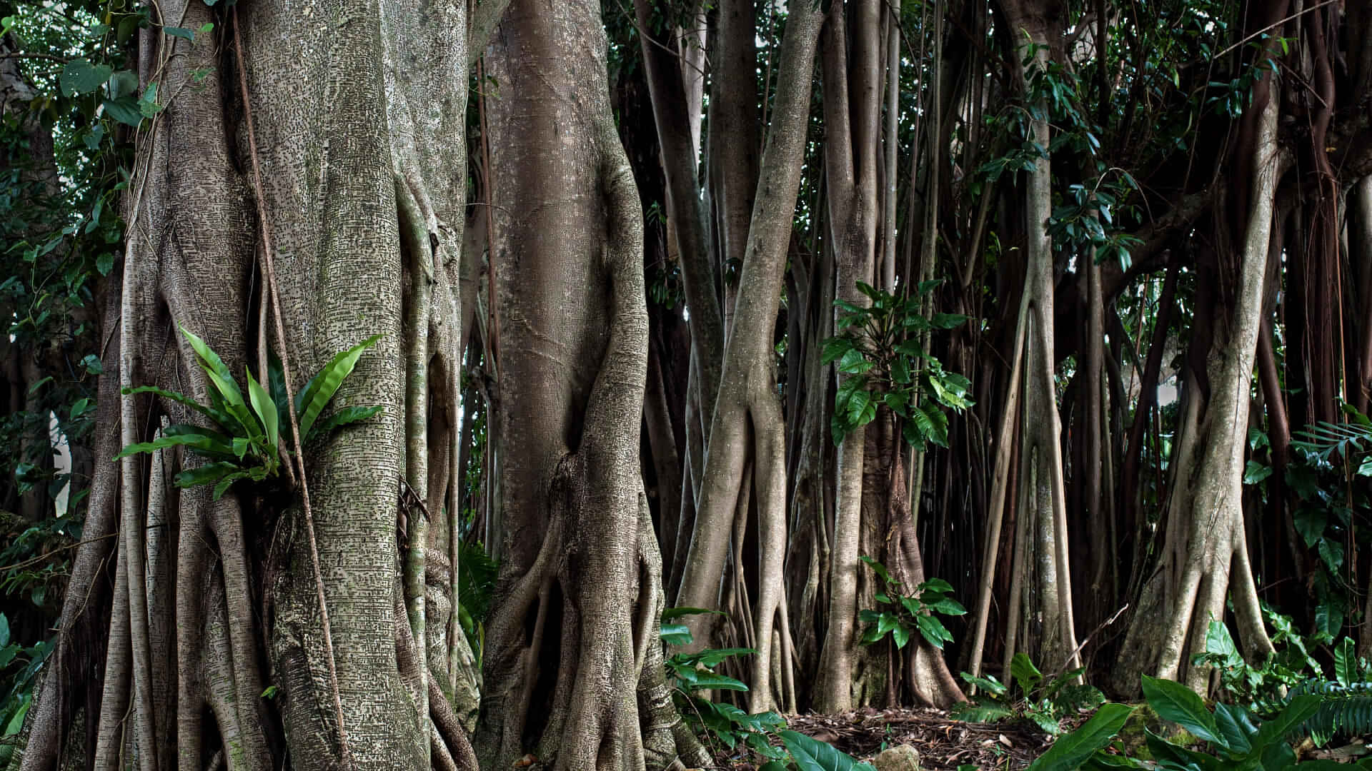 Cairns Tour Packages