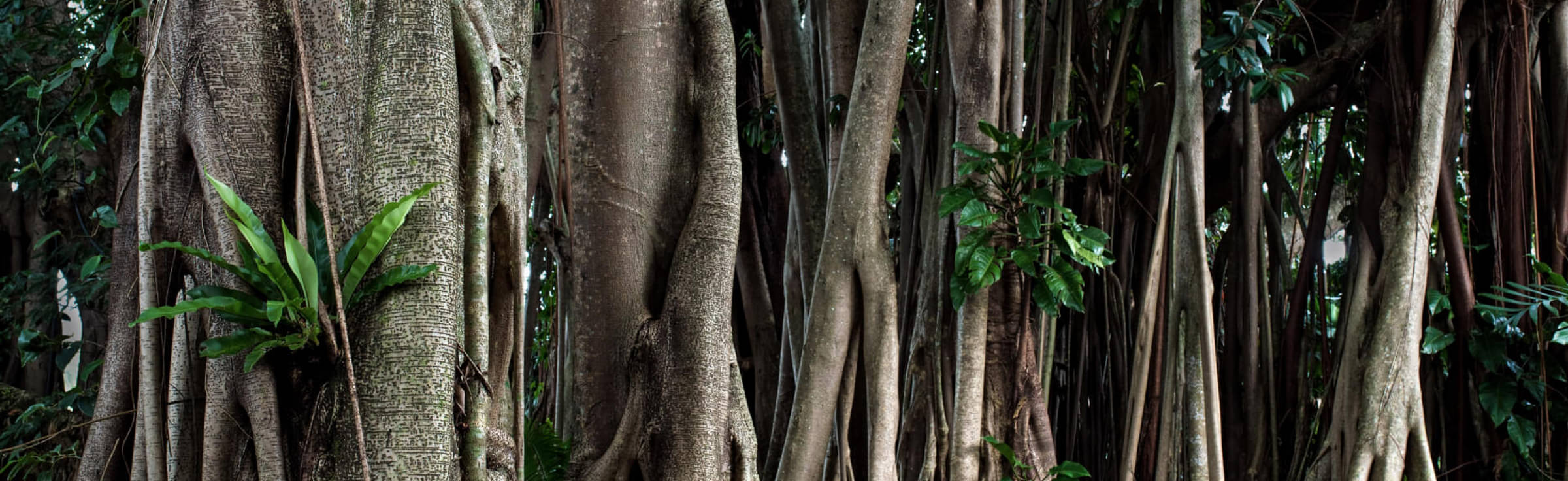 Cairns Tour Packages