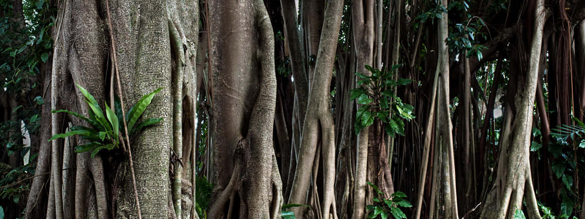 Cairns Holiday Packages from USA