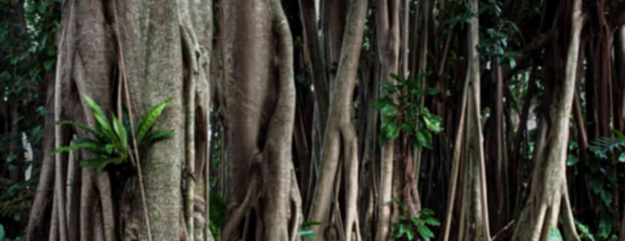 Cairns Tour Packages