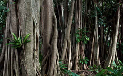 Cairns Tour Packages