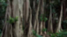 Cairns Tour Packages