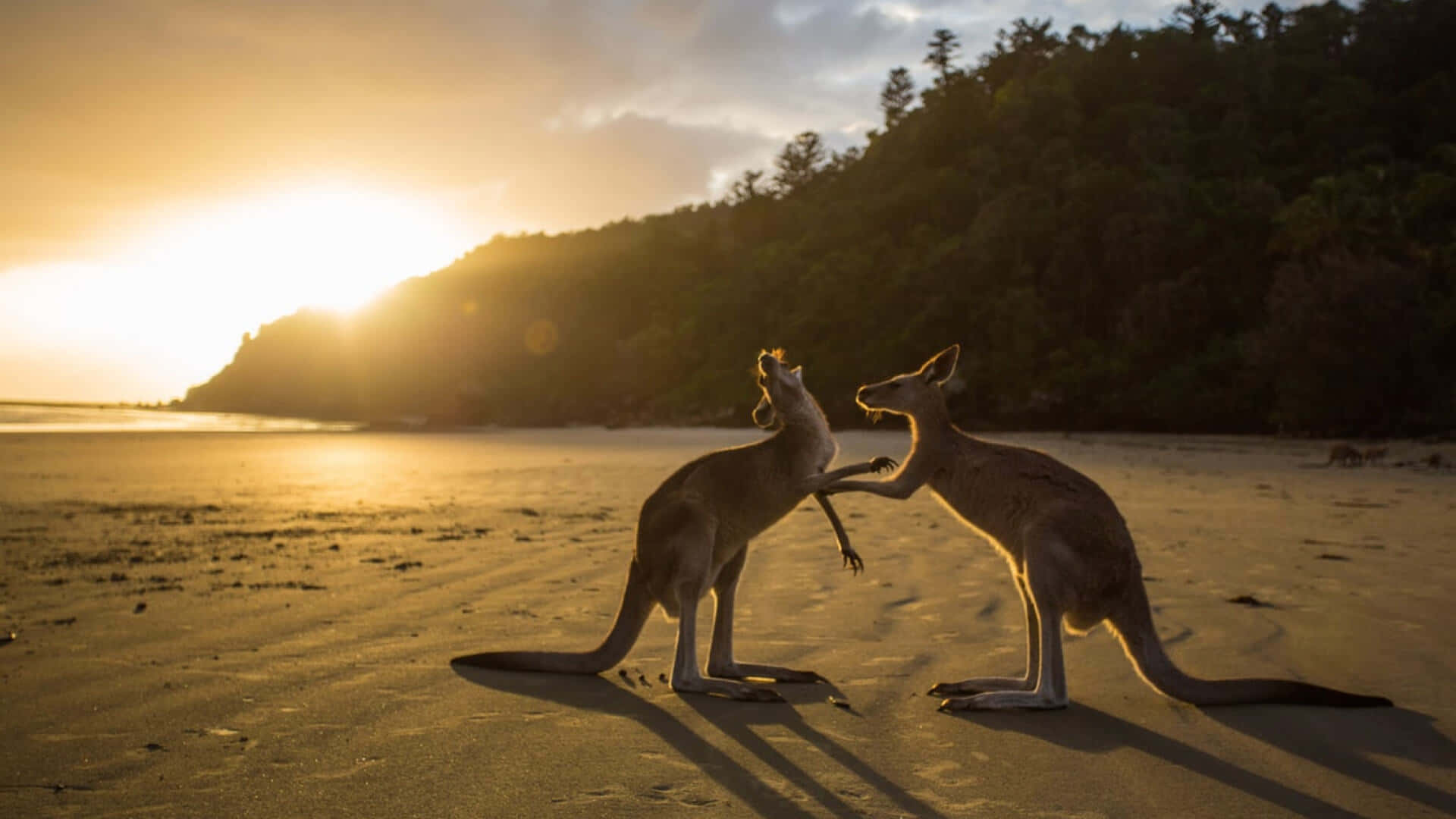 Oceania Luxury Tour Packages