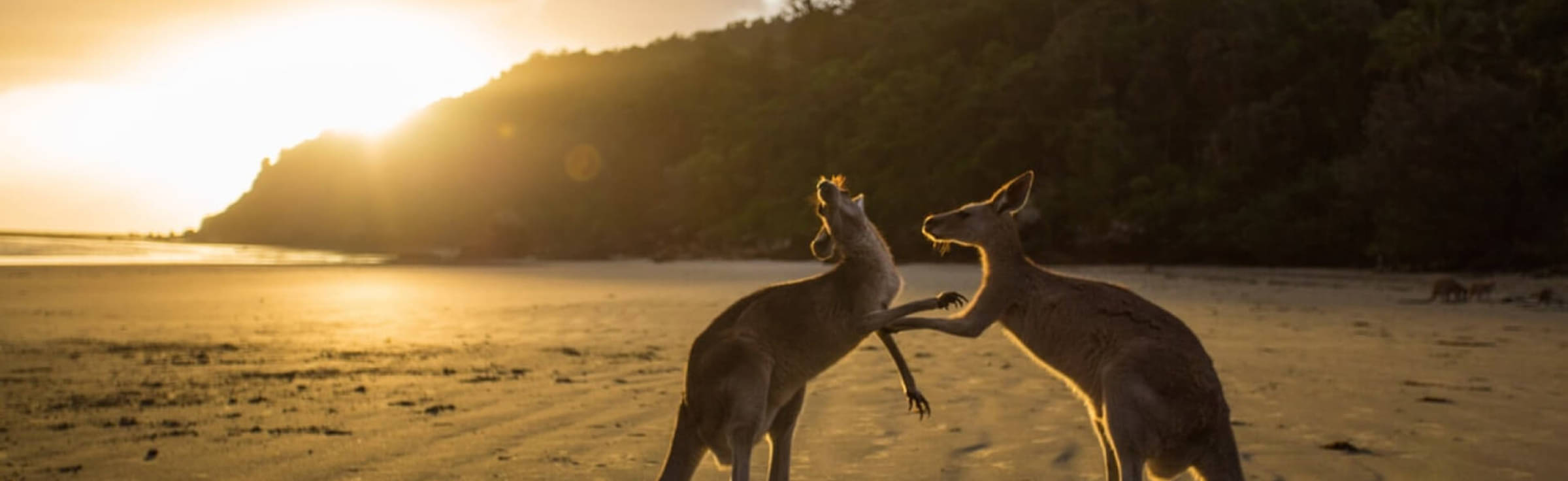 Oceania Honeymoon Packages