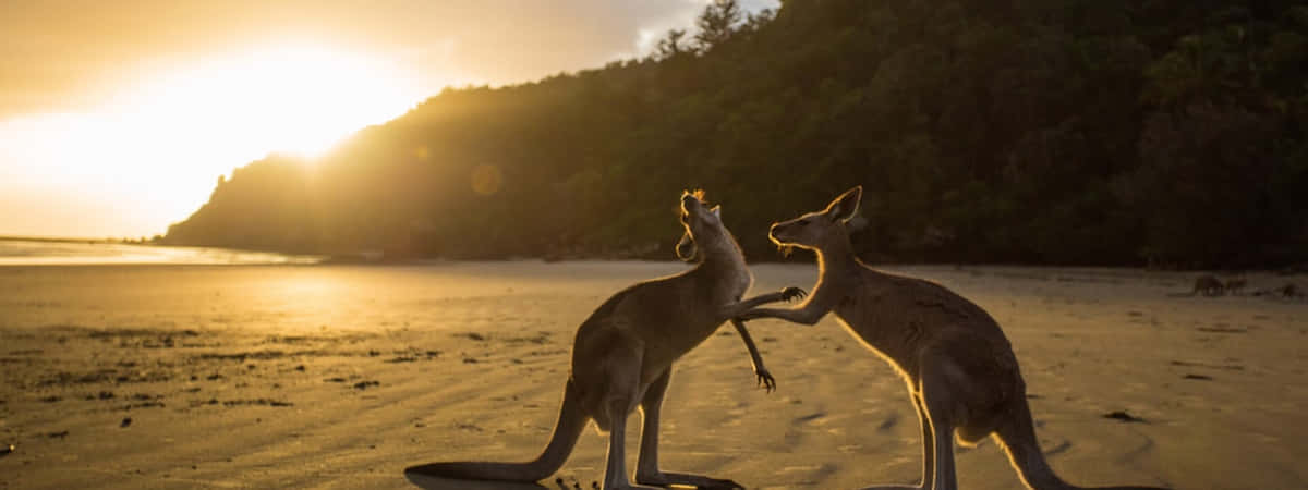 Oceania Family Tour Packages From USA