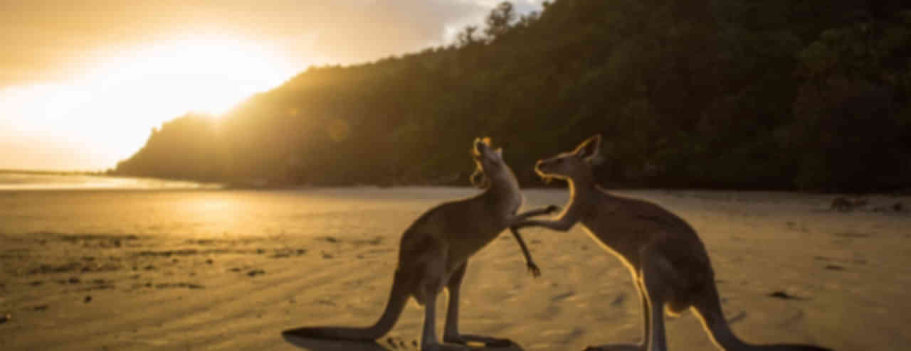 Oceania Tour Packages from Mumbai