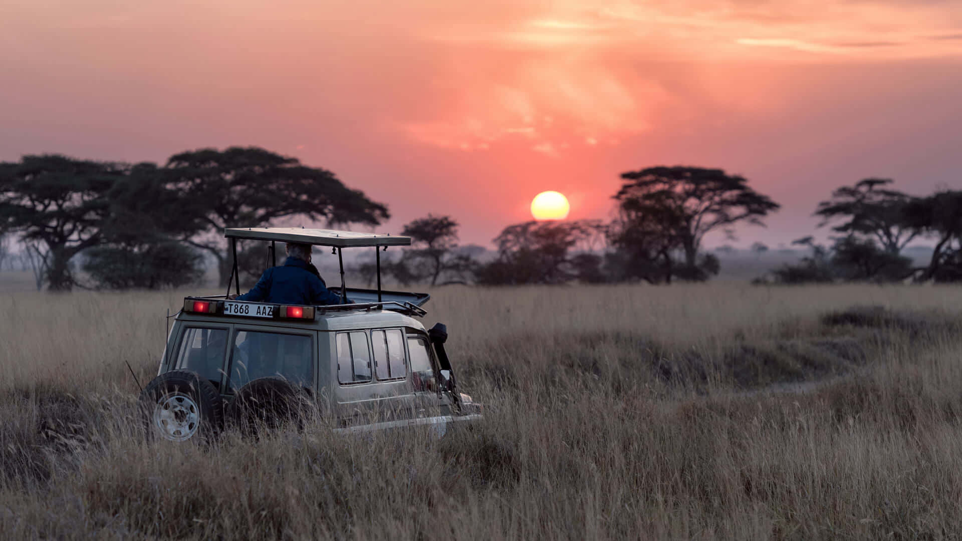 Safari Tours