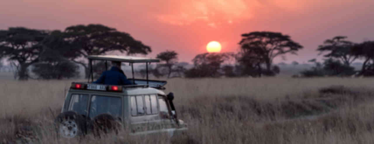 Safari Tours