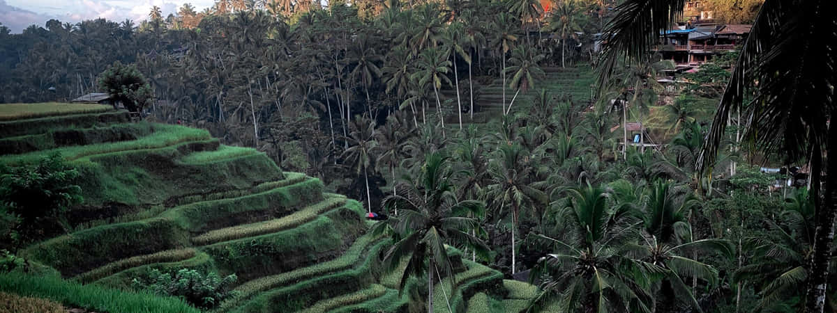 Ubud Tour Packages
