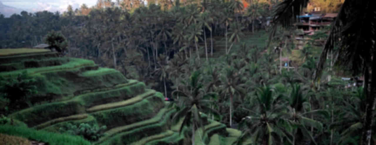 Ubud Tour Packages