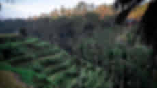 Ubud Tour Packages
