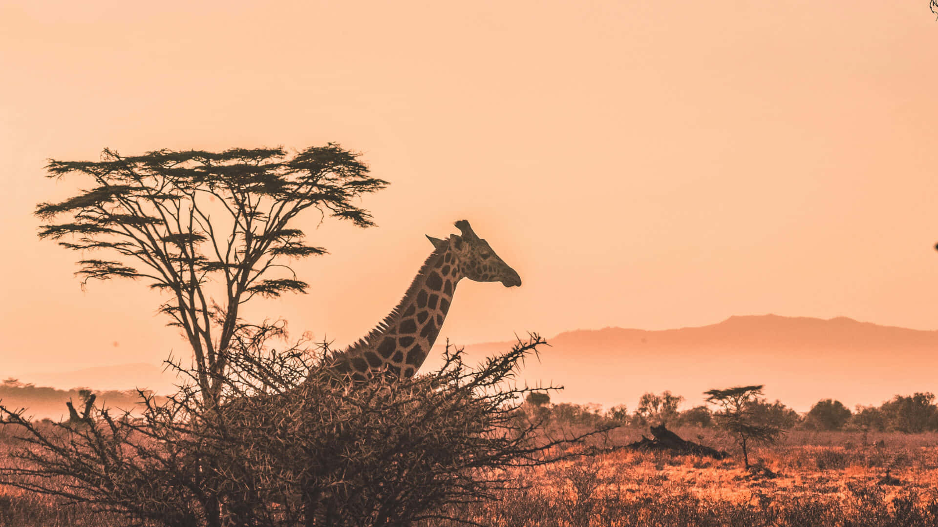 Wildlife Tours