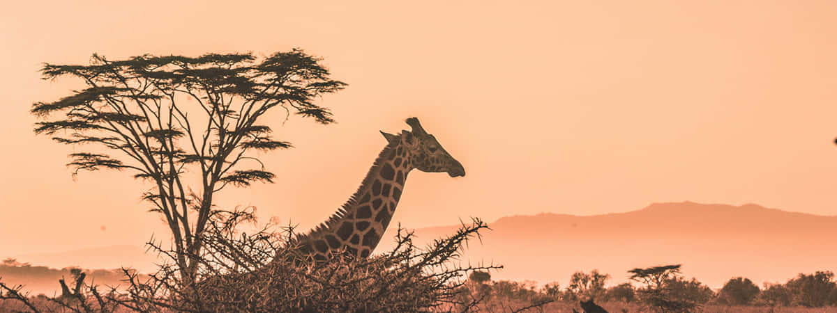 Wildlife Tours