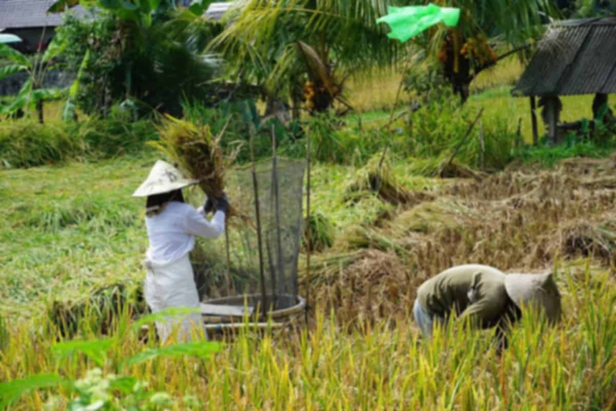 Kajeng Rice Fields