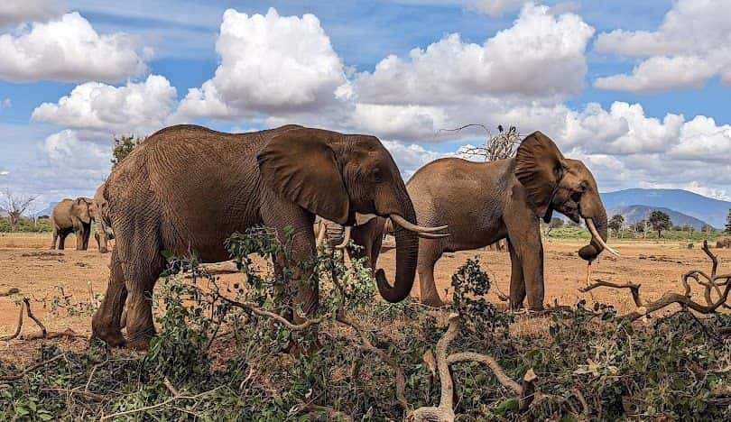 Kenya Travel Guide and Tourism