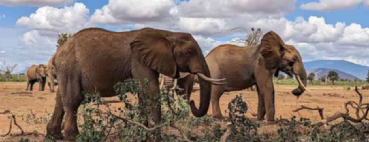 Kenya Travel Guide and Tourism