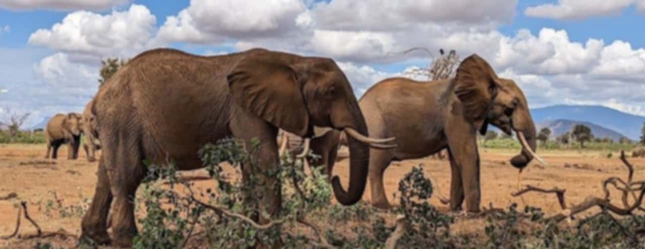 Kenya Travel Guide and Tourism