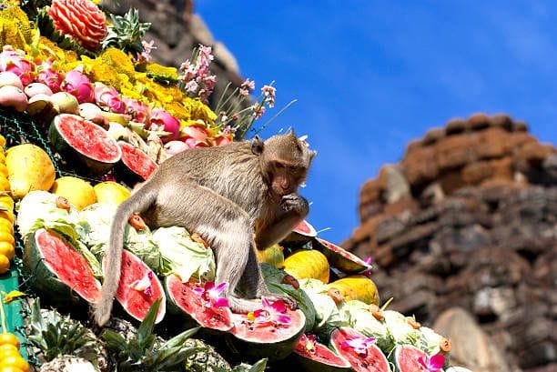 Lopburi Monkey Festival